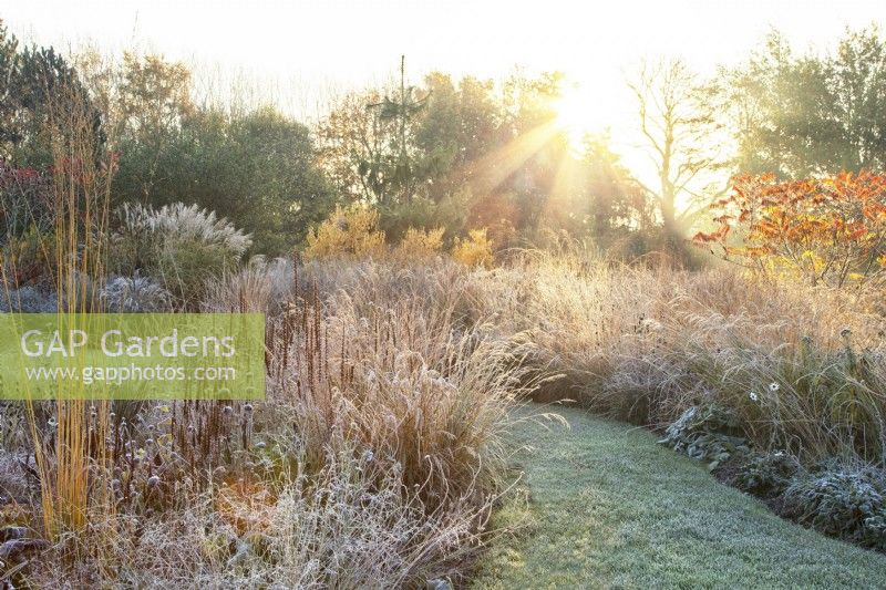 Ornamental grasses and perennials covered in frost at sunrise.
