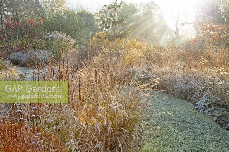 Sunlight on frosted ornamental grasses and perennial seed heads at Ellicar Gardens in winter.