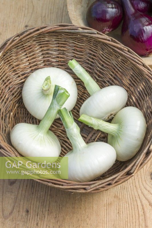 Onion 'Borettana'. Harvested bulbs in a wicker basket. August.