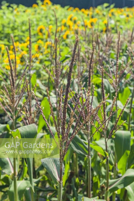 Sweet Corn 'Picasso F1'. Ornamental edible sweetcorn variety with purple flowers. August.