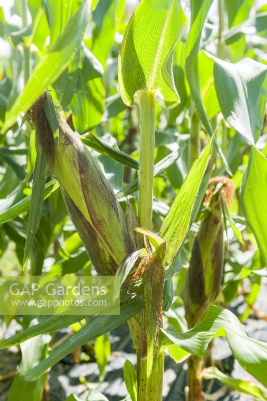 Sweet Corn 'Picasso F1'. Ornamental edible sweetcorn variety with attractive purple tinged cobs. August.
