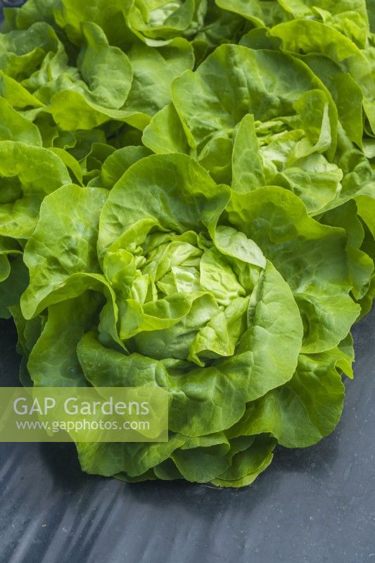 Lettuce 'Smaragdus'. Portrait of lettuce planted in holes through a black plastic mulch to conserve moisture and to keep the foliage free of rain splash. August.