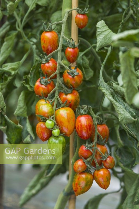 Tomato 'Red Torch F1'. Trusses of ripe oblong-shaped striped fruits. August.