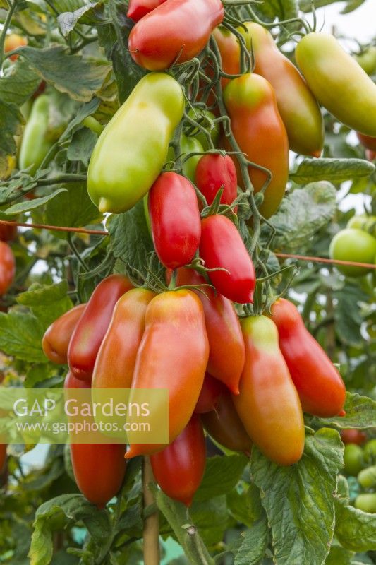 Tomato 'Seviocard F1'. Ripening large plum-type fruits growing on plant. August