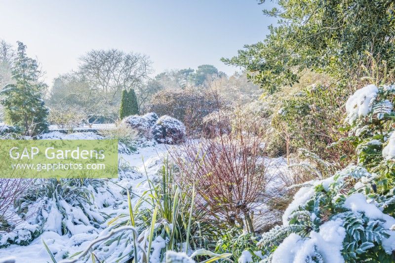 Winter Garden after snow. Cambridge Botanic Gardens.
 December.