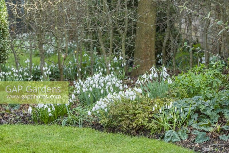 Part of collection of named snowdrops in separate clumps in a woodland border in winter. Galanthus 'Anglesey Abbey', 'Nothing Special', 'Wendy's Gold', 'Ketton' and 'Limetree'. Also, Helleborus viridis, Adiantum venustum and Cyclamen hederifolium. February.
