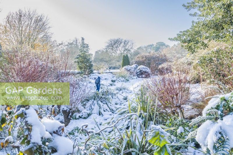 Visitor walking through snow covered winter garden, Cambridge Botanic Gardens. December.