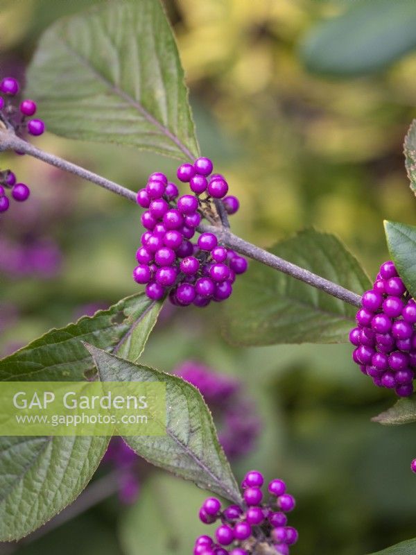 Callicarpa bodinieri purple berries in early autumn