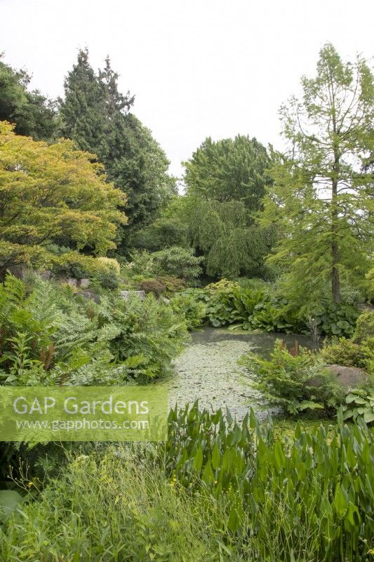 The pond at Birmingham Botanical Gardens and Glasshouses