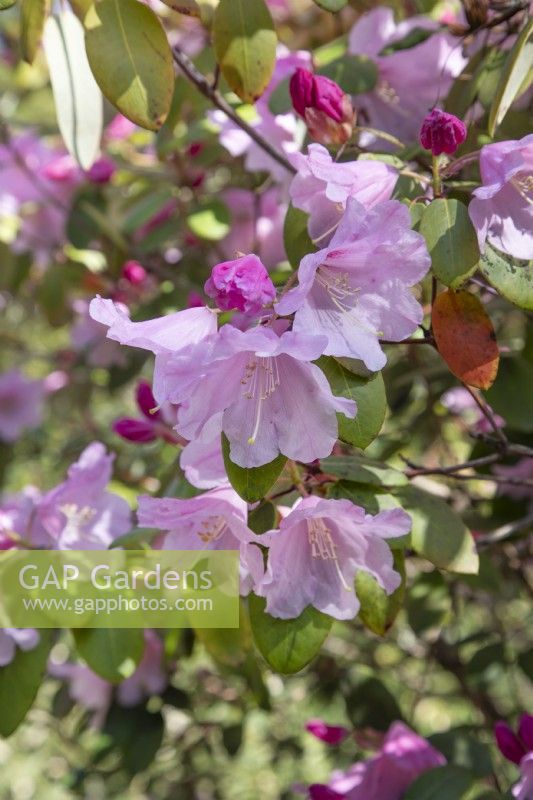 Rhododendron augustinii at Birmingham Botanical Gardens, April