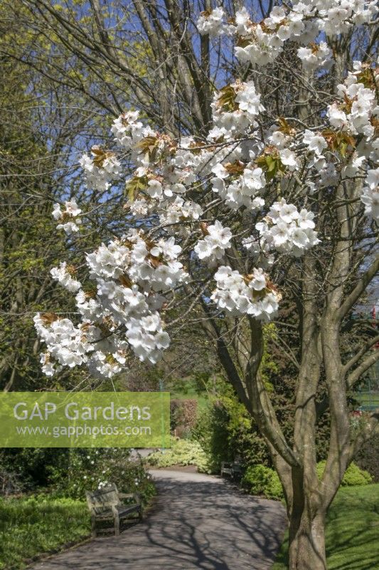 Prunus 'Tai-haku' at Birmingham Botanical Gardens, April