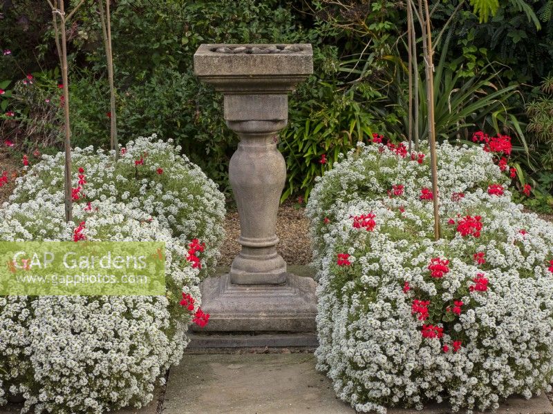 Lobularia maritima  and Pelargoniums in containers with bird bath October Autumn