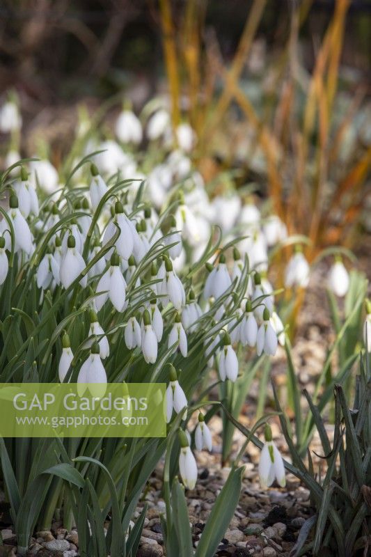 Galanthus elwesii 'Daphne's Scissors' - snowdrop - January