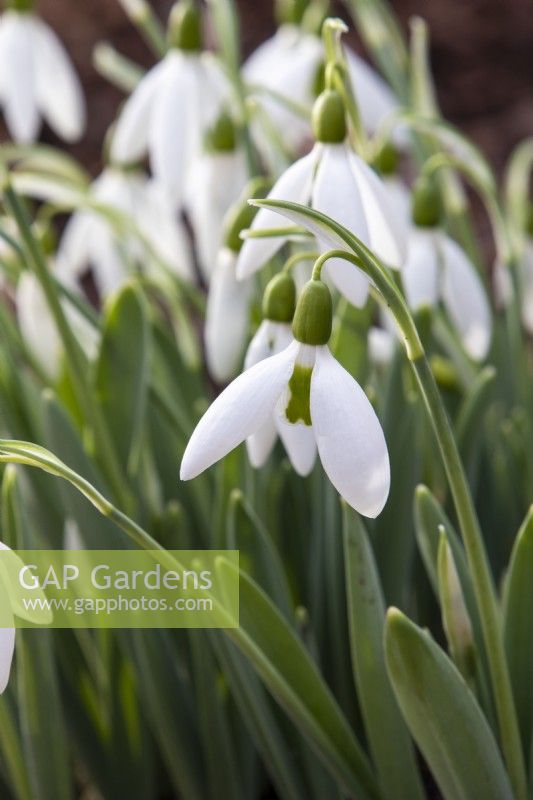 Galanthus elwesii var. elwesii 'Maidwell L' - snowdrop - January