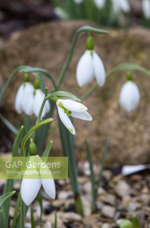 Galanthus 'George Elwes' - snowdrop - January