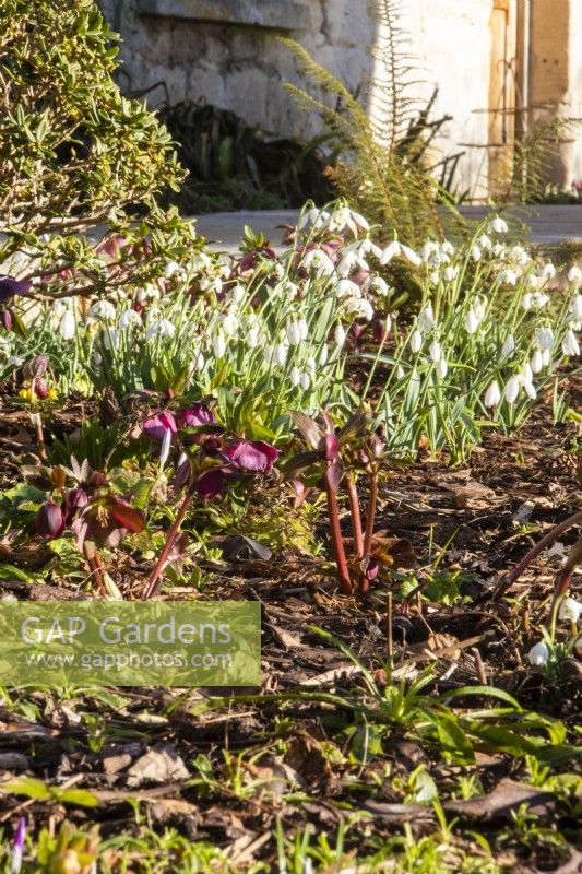 Winter sunshine on snowdrops and  hellebores at Downton House, Gloucestershire