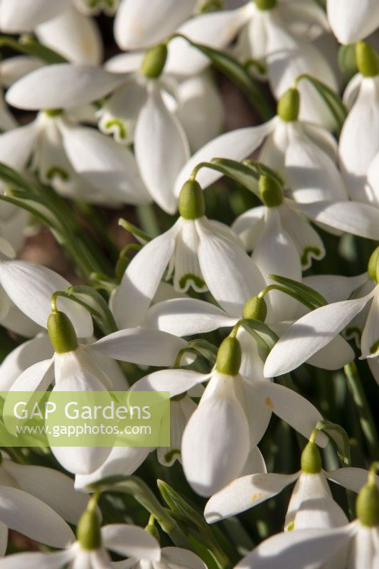 Galanthus 'Sir Herbert Maxwell' - snowdrop - January