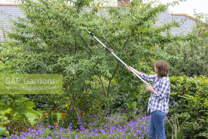 Woman using telescopic pruners to cut back Cotoneaster tree