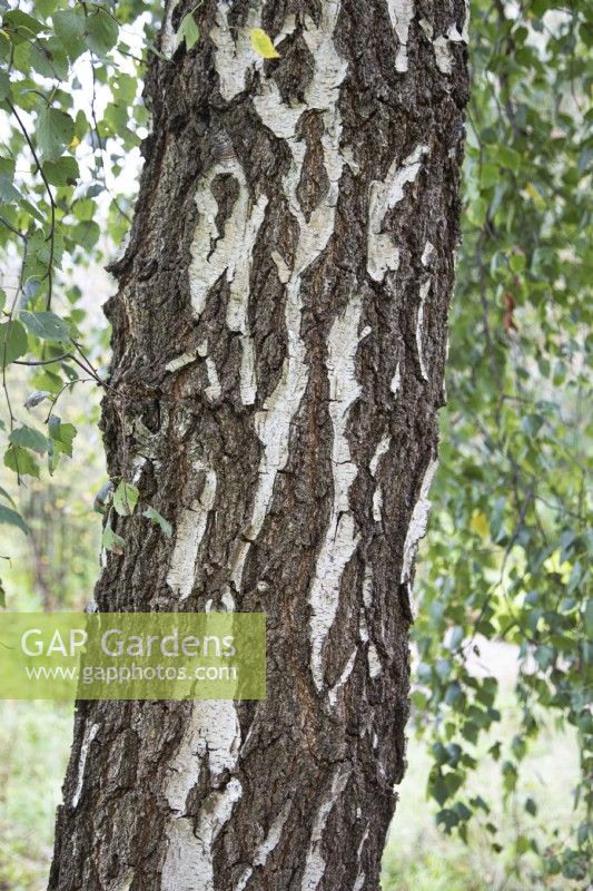 Betula pendula bark at Ness Botanic Garden, Liverpool, September