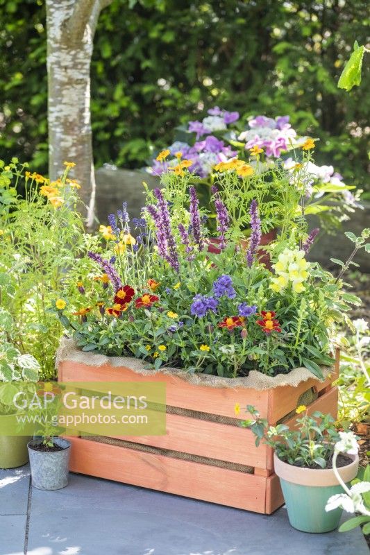 Orange painted wooden crate planted with Lavender 'Hidcote', Salvia 'Sensation Pink', Tagetes 'Tangerine', Sanvitalia 'Safari', Nemesia 'Myrtille', Marigold 'Disco Red' and Antirrhinum 'Sonnet Yellow'