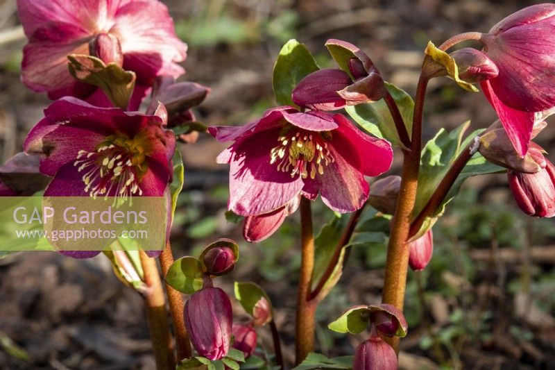 Helleborus x glandorfensis 'Ice N Roses Red' - hellebore - January