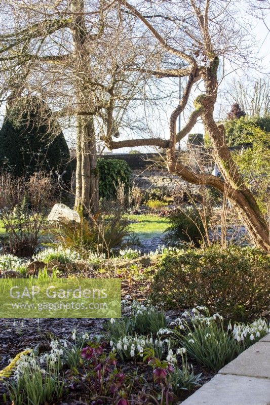 Sunshine on frosted border with snowdrops at Downton House, Gloucestershire