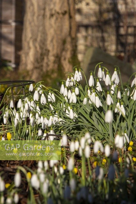 Galanthus 'Atkinsii' - snowdrop - January