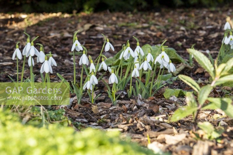 Galanthuus 'Atkinsii' - snowdrop - January