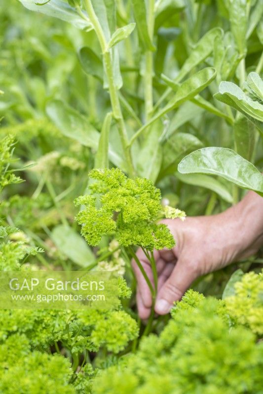 Woman picking Parsley 'Moss Curled'