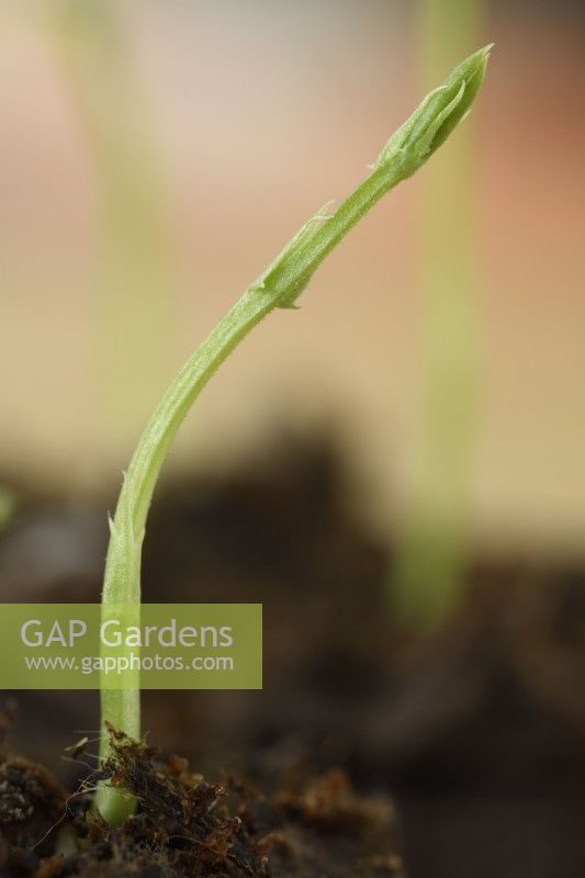 Lathyrus odoratus  Sweet pea seedling germinating in peat plug  March