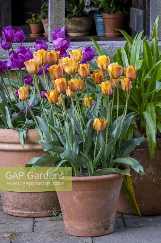 Pot of Tulipa 'Cairo' with Tulipa 'Negrita' behind