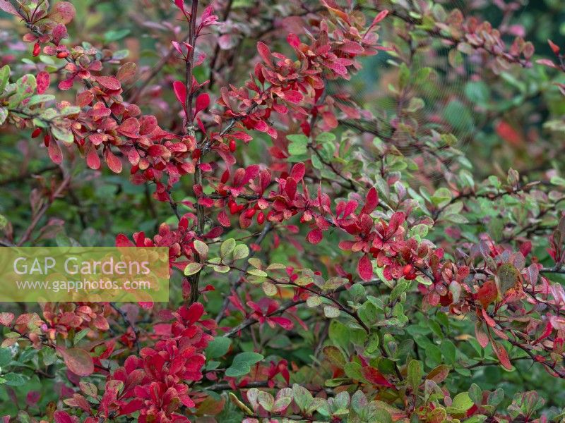 Berberis wilsoniae foliage changing colour October Autumn
