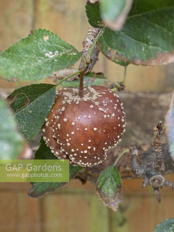 Monilinia fructigena, Brown Rot on apple