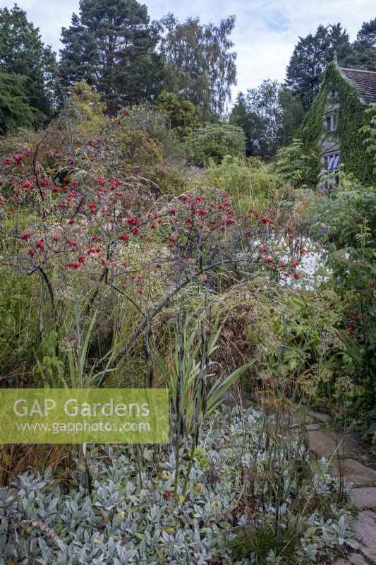 Rose hips of Rosa moyesii 'Geranium' hang above Stachys byzantina, 'Lamb's Ears' in autumn border