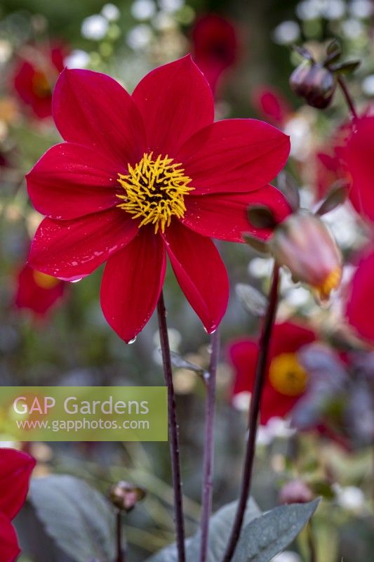 Dahlia 'Dovegrove'