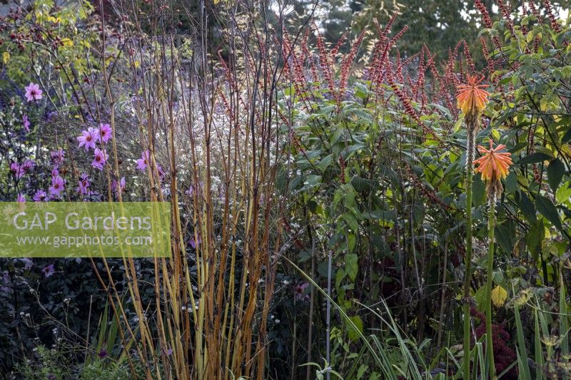 Autumnal cottage style border with Kniphofia rooperi, Salvia confertiflora and Dahlia 'Magenta Star'