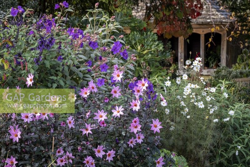 Dahlia 'Magenta Star' , and Tibouchina urvilleana in autumnal border, pink and purple combination