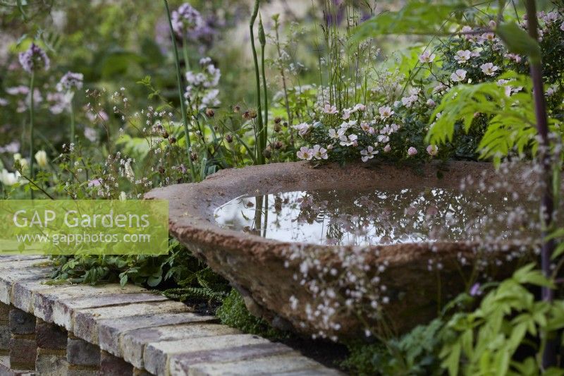 The Nurture Landscapes Garden. Designer: Sarah Price. A garden using low carbon materials. Birdbath/water feature with naturalistic planting including Rosa 'Nozomi' by low wall. Summer. Chelsea Flower Show. Gold Medal.