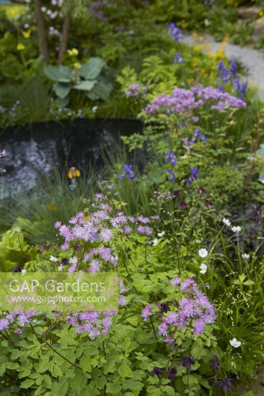 The Boodles British Craft Garden. Designer: Thomas Hoblyn. Chelsea Flower Show 2023. Woodland garden with pond and Thalictrum 'Black Stockings'.