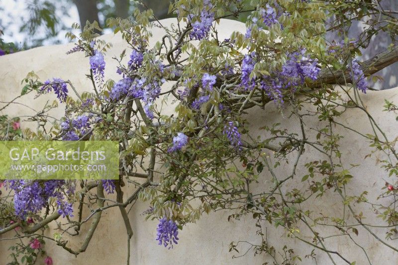 Wisteria against a wall traditionally rendered with lime mortar. May. Summer.