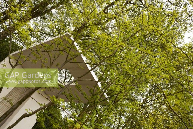 Memoria and GreenAcres Transcendence Garden. Designers: Gavin McWilliam and Andrew Wilson. Chelsea Flower Show 2023. Cantilevered pavilion with Gleditsia triacanthos trees. 