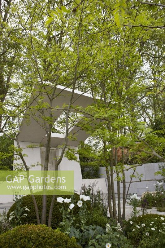 Memoria and GreenAcres Transcendence Garden. Designers: Gavin McWilliam and Andrew Wilson. Chelsea Flower Show 2023. Cantilevered pavilion with Gleditsia triacanthos trees. 