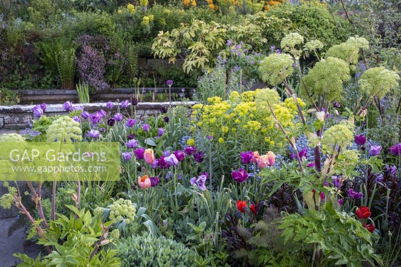 Tulip beds with Tulipa 'Dordogne', 'Blue Amiable' and 'Queen of the Night' mixed with Angelica archangelica in spring borders at Gravetye Manor