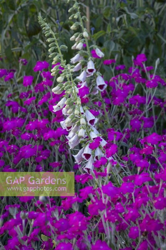 Digitalis 'Pam's Choice' amongst Lychnis coronaria in pink and purple themed border