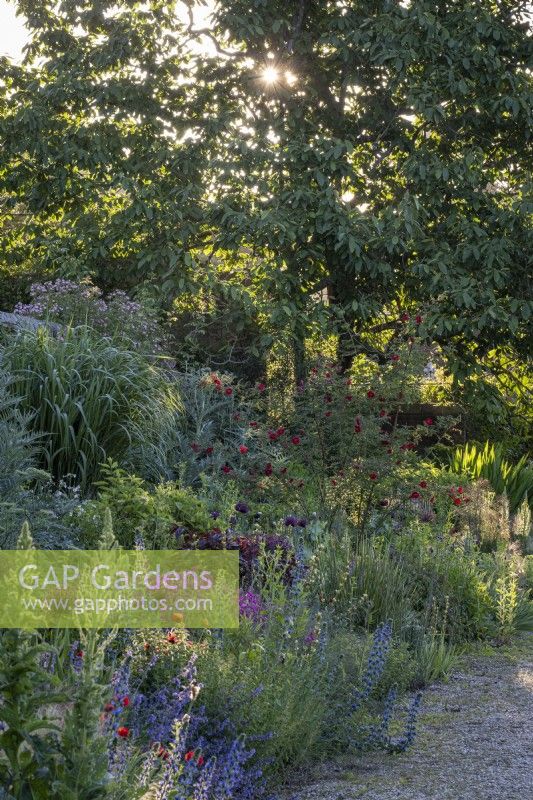 Deep Early summer borders filled with an informal mix of perennials, annuals and grasses against a setting sun