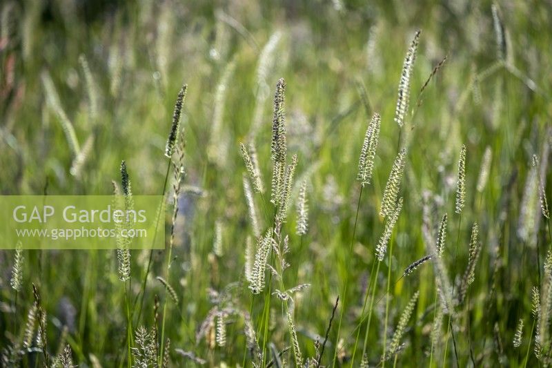 Cynosurus cristatus, the crested dog's-tail in a meadow