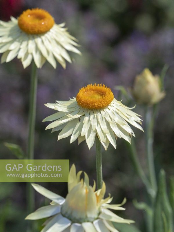 Helichrysum bracteatum