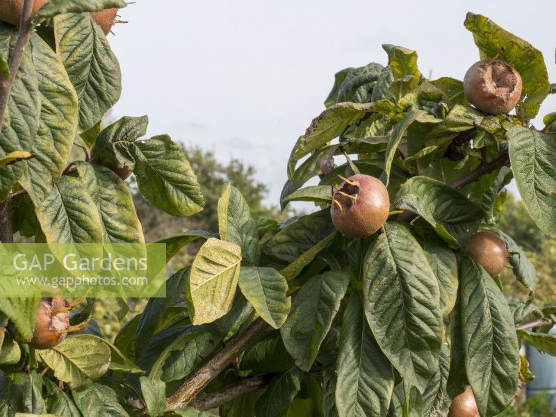 Mespilus Germanica 'Nottingham' fruit ripening in the autumn sunshine