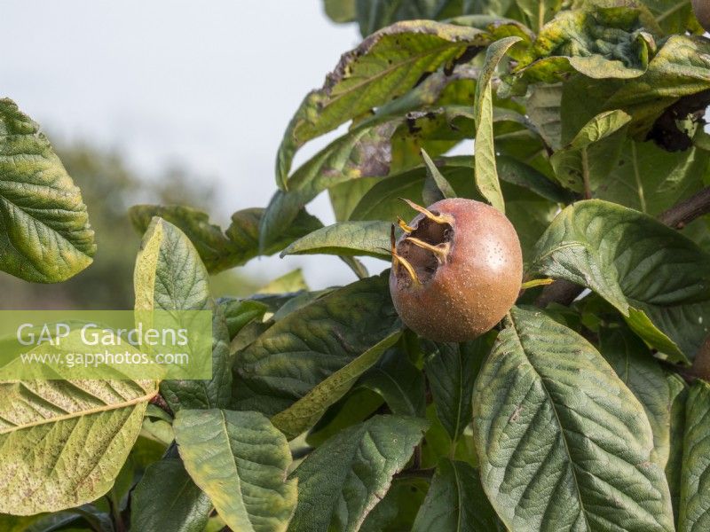 Mespilus Germanica 'Nottingham' fruit ripening in the autumn sunshine