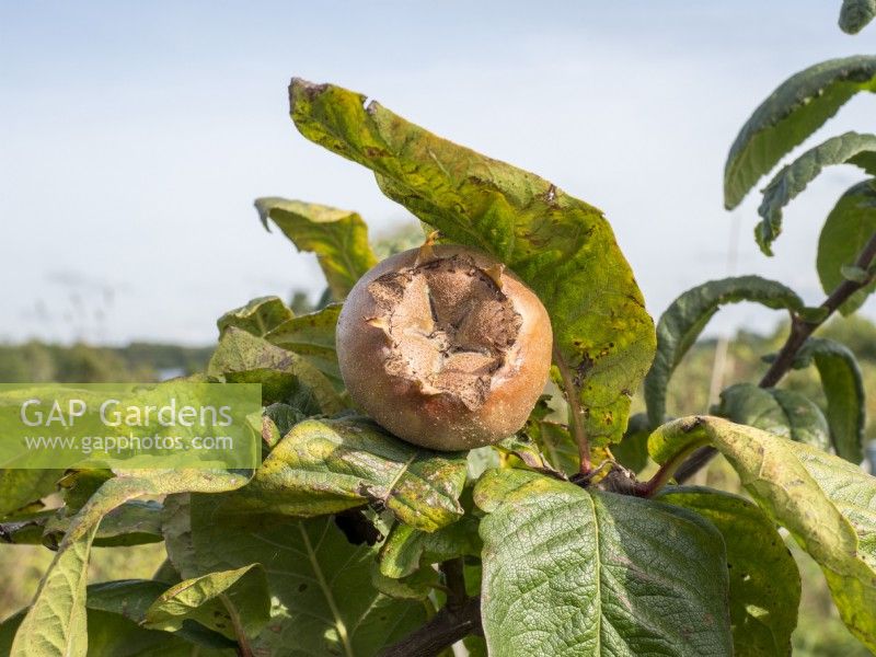 Mespilus Germanica 'Nottingham' fruit ripening in the autumn sunshine